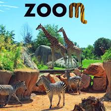 Ingresso serale gratuito al Bioparco Zoom per i cittadini residenti